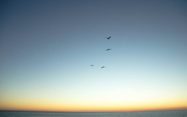 istock Sunset in Roche, Conil de la Frontera, Cadiz 1043668422