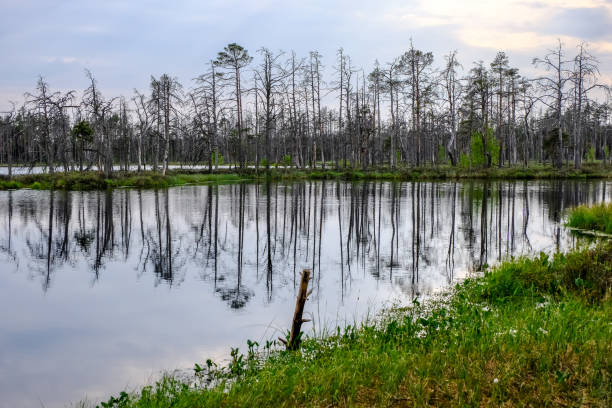 istock reflections of dead tree trunks in bog water at sunset 1043668442