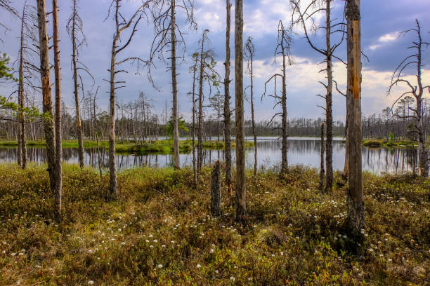 istock reflections of dead tree trunks in bog water at sunset 1043668544