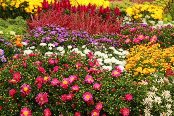 istock flowerbed with autumn flowers 1043668554