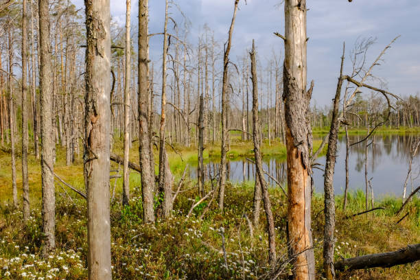 istock reflections of dead tree trunks in bog water at sunset 1043668602