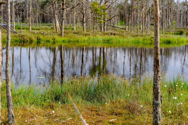 istock reflections of dead tree trunks in bog water at sunset 1043668612