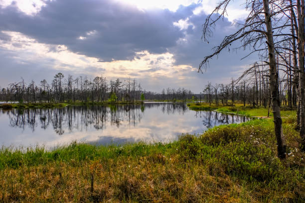 istock reflections of dead tree trunks in bog water at sunset 1043668614