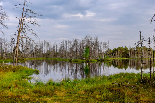 istock reflections of dead tree trunks in bog water at sunset 1043668866
