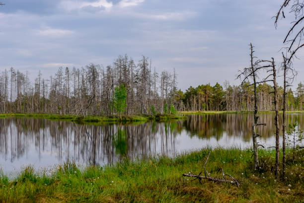 istock reflections of dead tree trunks in bog water at sunset 1043668882