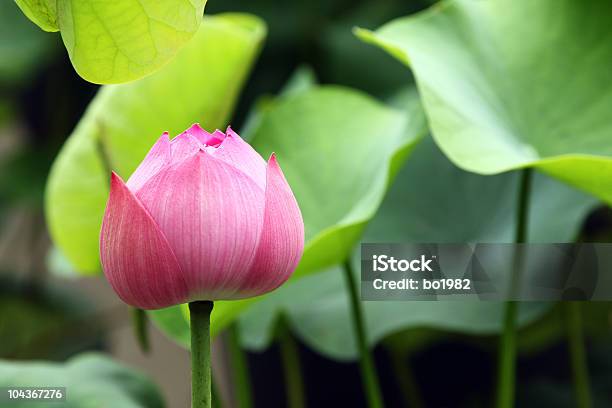 Water Seerose Stockfoto und mehr Bilder von Asien - Asien, Baumblüte, Blatt - Pflanzenbestandteile