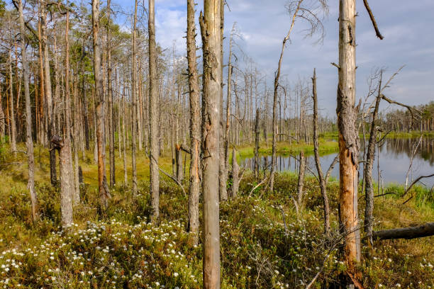 istock reflections of dead tree trunks in bog water at sunset 1043673308