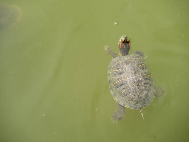 istock Red-eared slider in water 1043674010