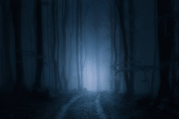 pfad im wald dunkel und gruselig - forest dark woods spooky stock-fotos und bilder