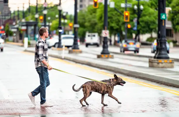 Photo of Walking the dog in the rain