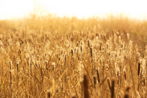 istock Bulrush under the shine of autumn sun 1043677846