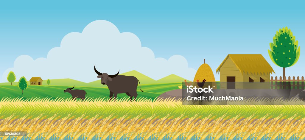 Thailand Rice or Paddy Field Background Countryside Scene with Buffalo and Hut Agriculture stock vector