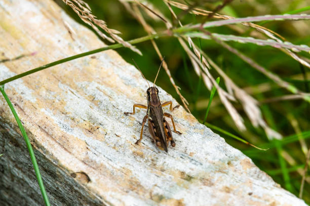 Grasshopper (Melanoplus sp.) resting on wood in summer.