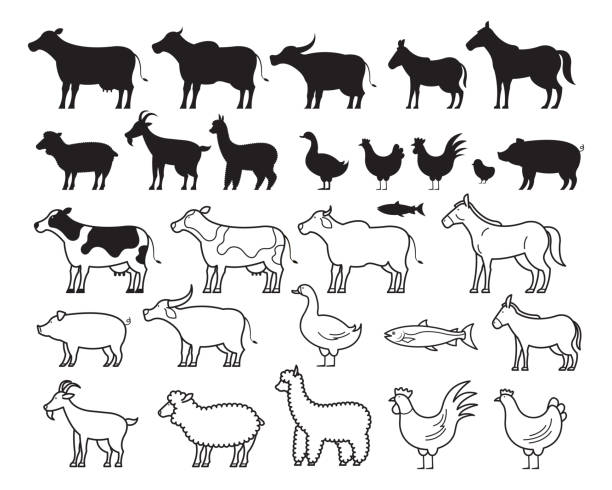 illustrazioni stock, clip art, cartoni animati e icone di tendenza di silhouette e set di linee animali da fattoria - chicken silhouette animal rooster