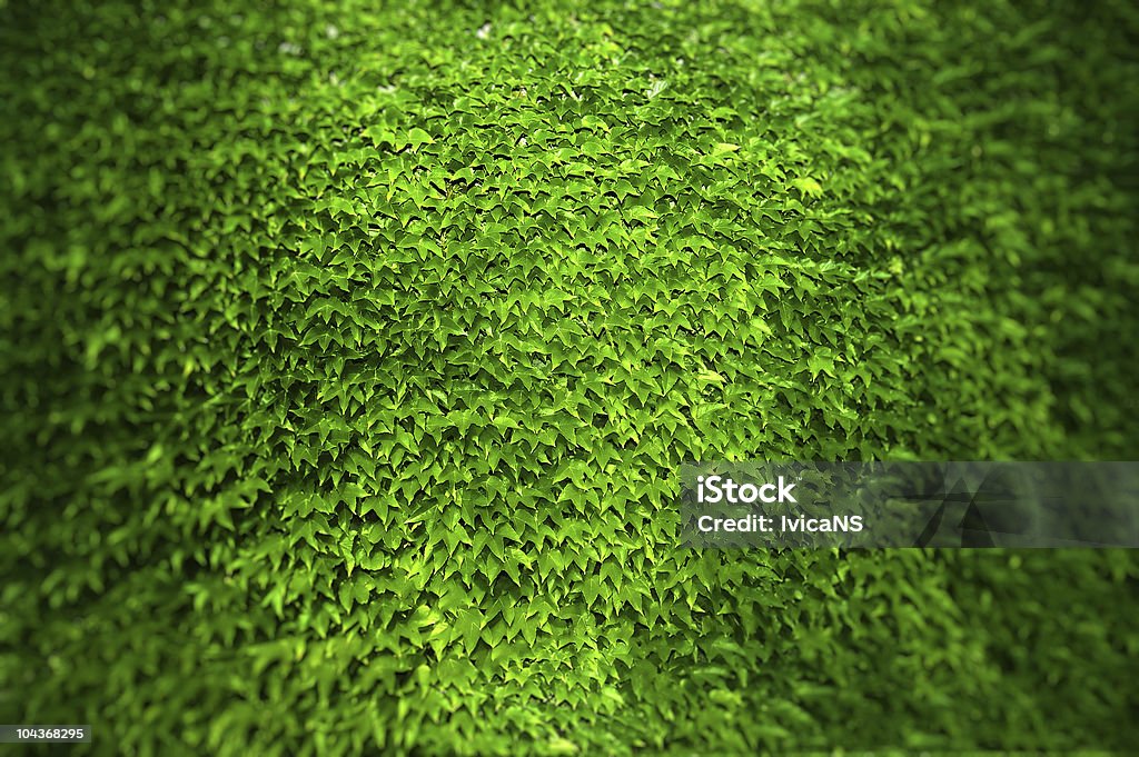 Ivy  Backgrounds Stock Photo