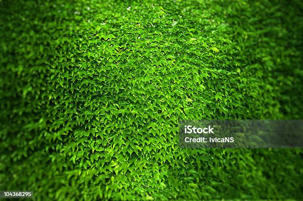 Ivy Stock Photo - Download Image Now - Backgrounds, Color Image, Crowded