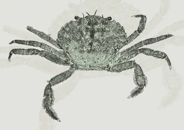 Vector illustration of Soft-Shell Crab