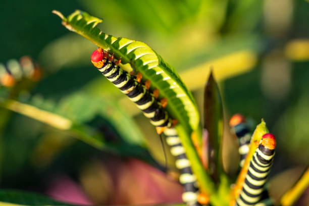 Pseudosphinx tetrio - Frangipani Hornworms eating a frangipani leaf