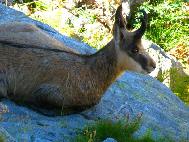 Deer in the forest