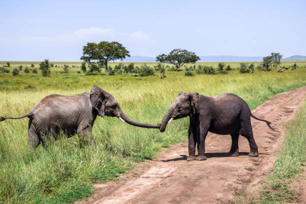 Elephant helps a friend on the savannah in Serengeti, Tanzania. Elephant helps a friend over the road on the savannah in Serengeti, Tanzania. serengeti elephant conservation stock pictures, royalty-free photos & images