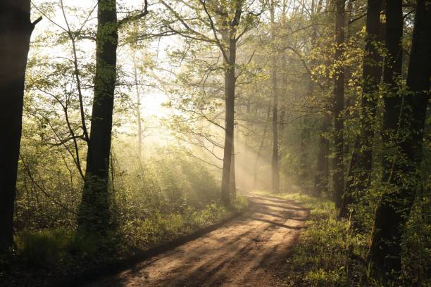 istock Dirt road through the oak forest 1043693662