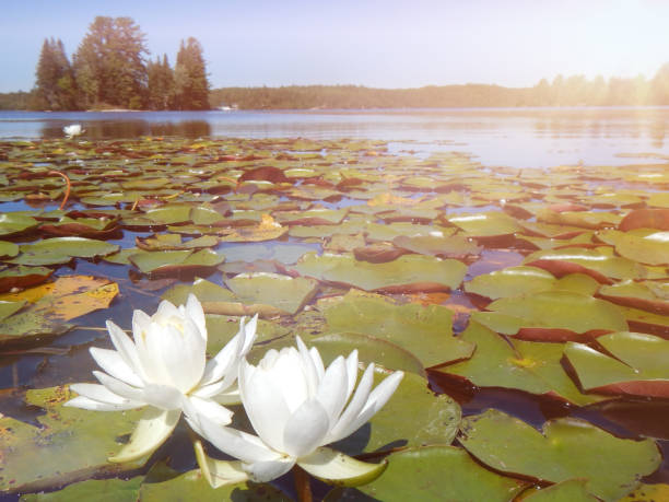 istock Water Lilies and lily pads 1043693844