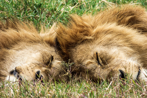 Two lion brothers sleep together with their heads against each other under the sun. Ngorongoro crater conservation area Tanzania.