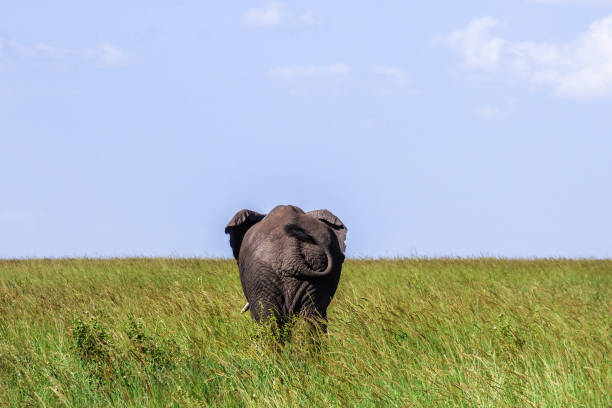 um grande elefante solitário na savana no serengeti, na tanzânia. - safari animals elephant rear end animal nose - fotografias e filmes do acervo
