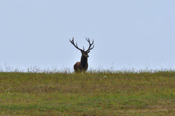 istock deer hart in mating season on meadow 1043695626
