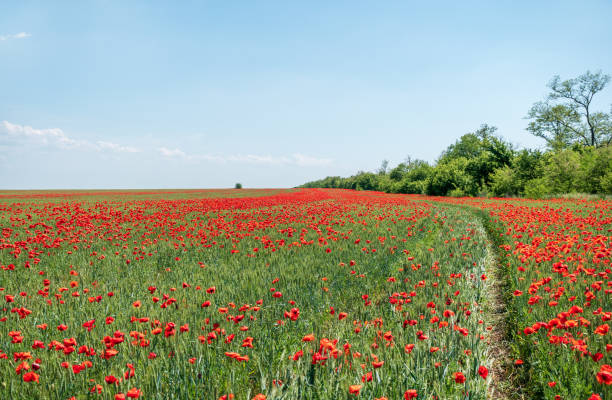istock Field of poppies against the setting sun 1043698552