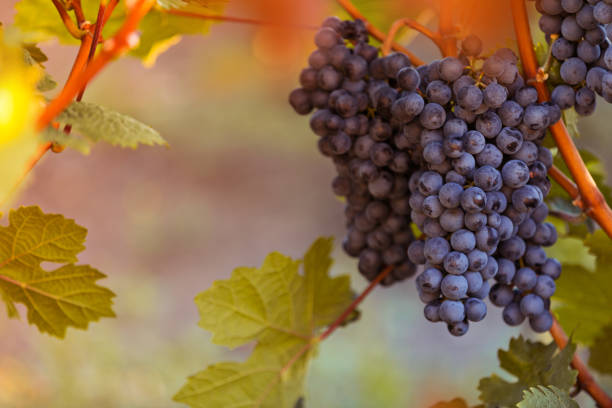 istock Bunch of grapes on a vineyard during sunset. 1043699822