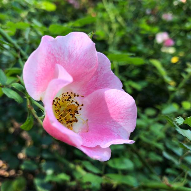 цветок шиповника - jori стоковые фото и изображения