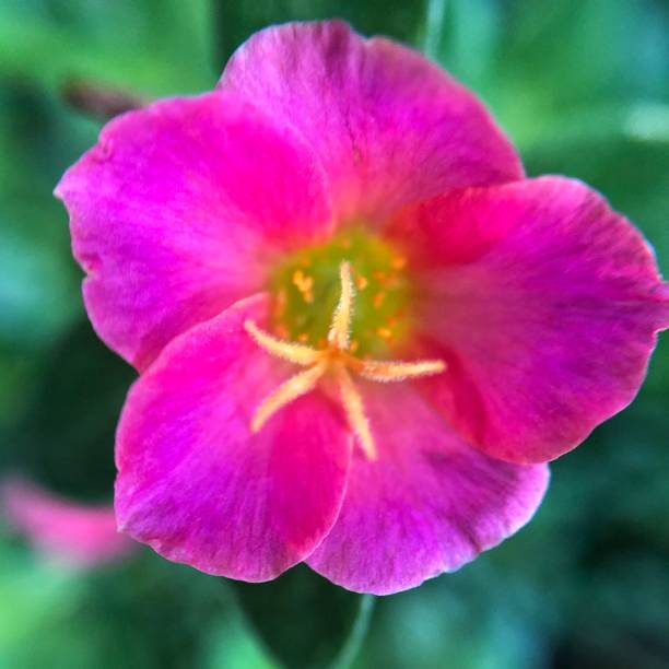 темно-розовый цветок примулы - jori стоковые фото и изображения