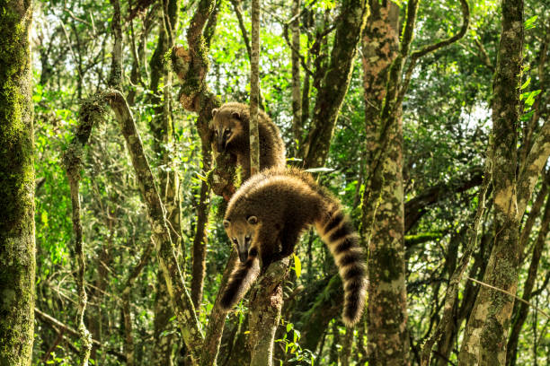 due coati nasua nasua si arrampicano su un albero. - coati foto e immagini stock