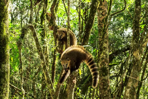 Two colorful Coati Nasua nasua climbig a tree. Based in a region of Atlantic Forest at Rio Grande do Sul state of Brazil. They are also known as Quati-de-cauda-anelada.