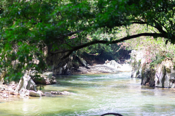 istock Beautiful natural river in green forest 1043705588