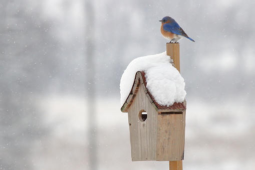 A male Eastern Bluebird perches by his snow covered house during a winter snowstorm.