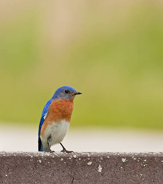 istock Eastern Bluebird, Sialia sialis 104370926