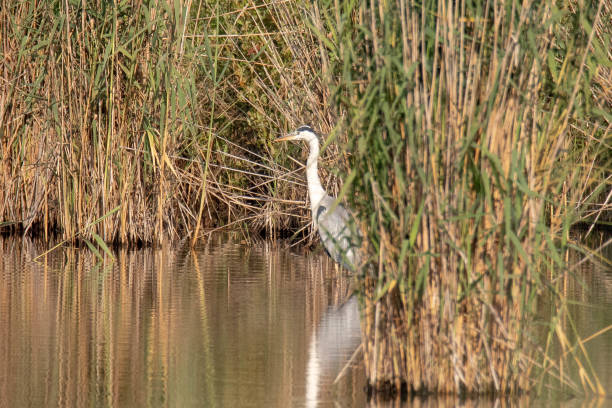 istock Grey Heron in Lagoa de Albufeira Protected Lagoon, Sesimbra. 1043713154