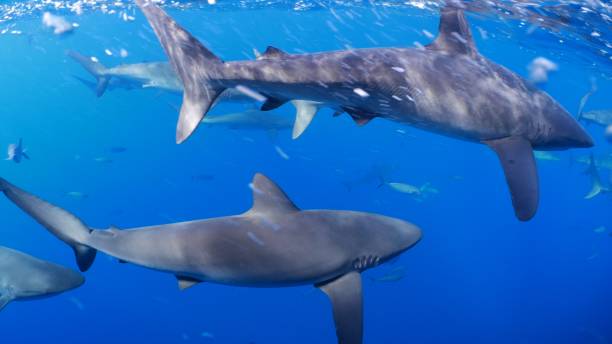 istock School of Galapagos shark below sea surface 1043714256