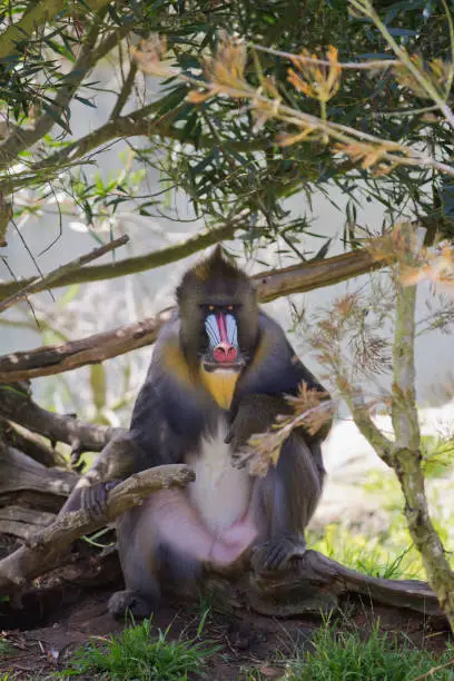 A male Mandrill sitting in a natural environment.