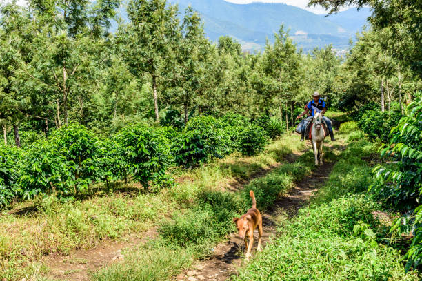 i lavoratori attraversano la piantagione di caffè, guatemala - editorial horizontal farmer occupation foto e immagini stock