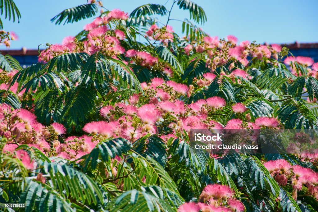 Arbore de mătase persană - Fotografie de stoc Albizia julibrissin fără redevențe