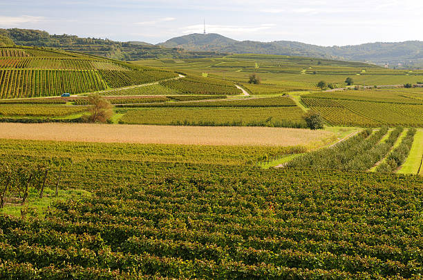 istock Kaiserstuhl Green Vineyards of Germany 104371773