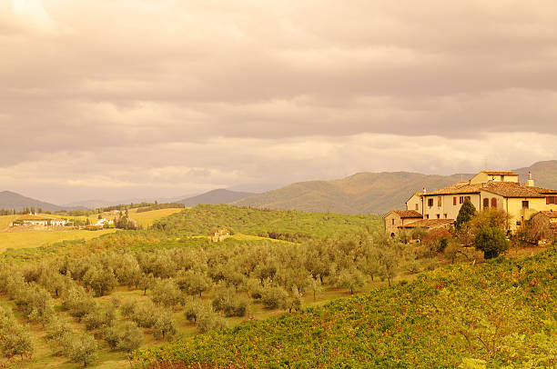 istock Tuscany Olives Wine and Landscapes 104371821