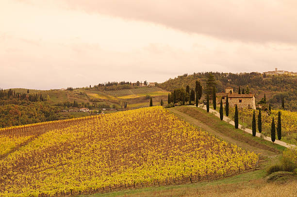 istock Tuscany Villa in Vineyards Fall Sunset 104371870