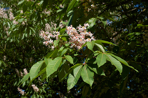 Aesculus indicates blooming