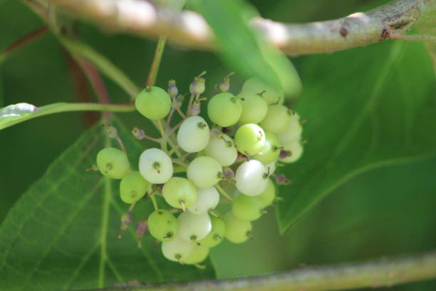 istock Green berries growing on a branch 1043720770