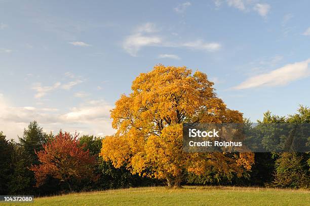 Maple Tree Forest In Fall Fall Forest With Maple Tree Stock Photo - Download Image Now - Autumn ...