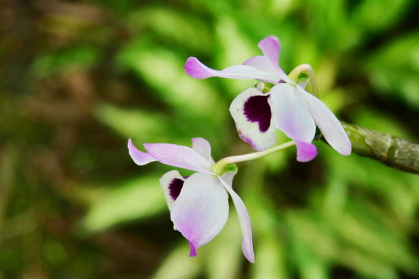 istock Beautiful Dendrobium orchid 1043721716